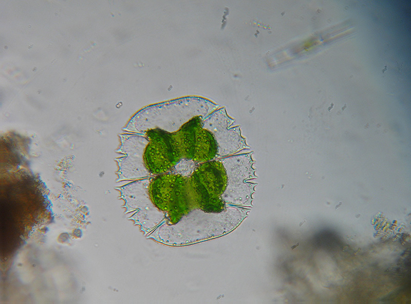 Desmidiacee e non solo...